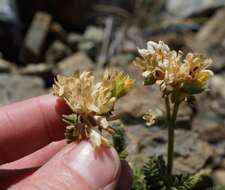 Imagem de Polemonium eddyense Stubbs