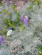 Image of Douglas' silver lupine