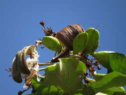 Image of Deplanchea tetraphylla (R. Br.) F. Muell. ex van Steenis