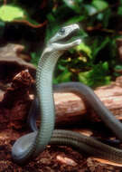 Image of Black Mamba