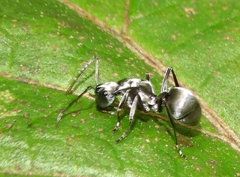 Image of Silver Spiny Sugar Ant