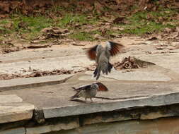 Image of Scaled Dove