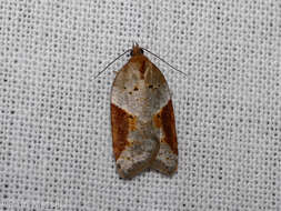 Image of broad-barred button moth