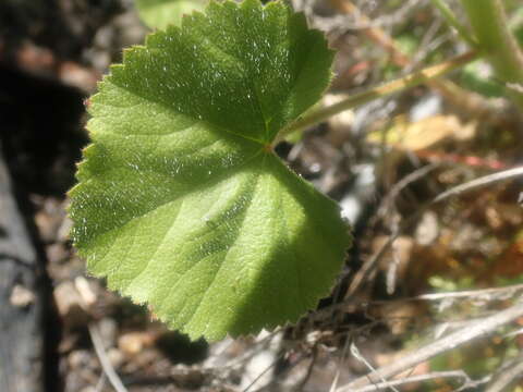 Image of Hickman's checkerbloom