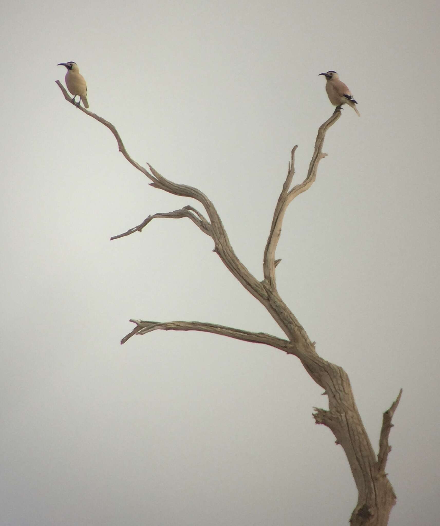 Image of Biddulph's Ground Jay