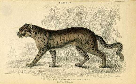 Image of Sumatra clouded leopard