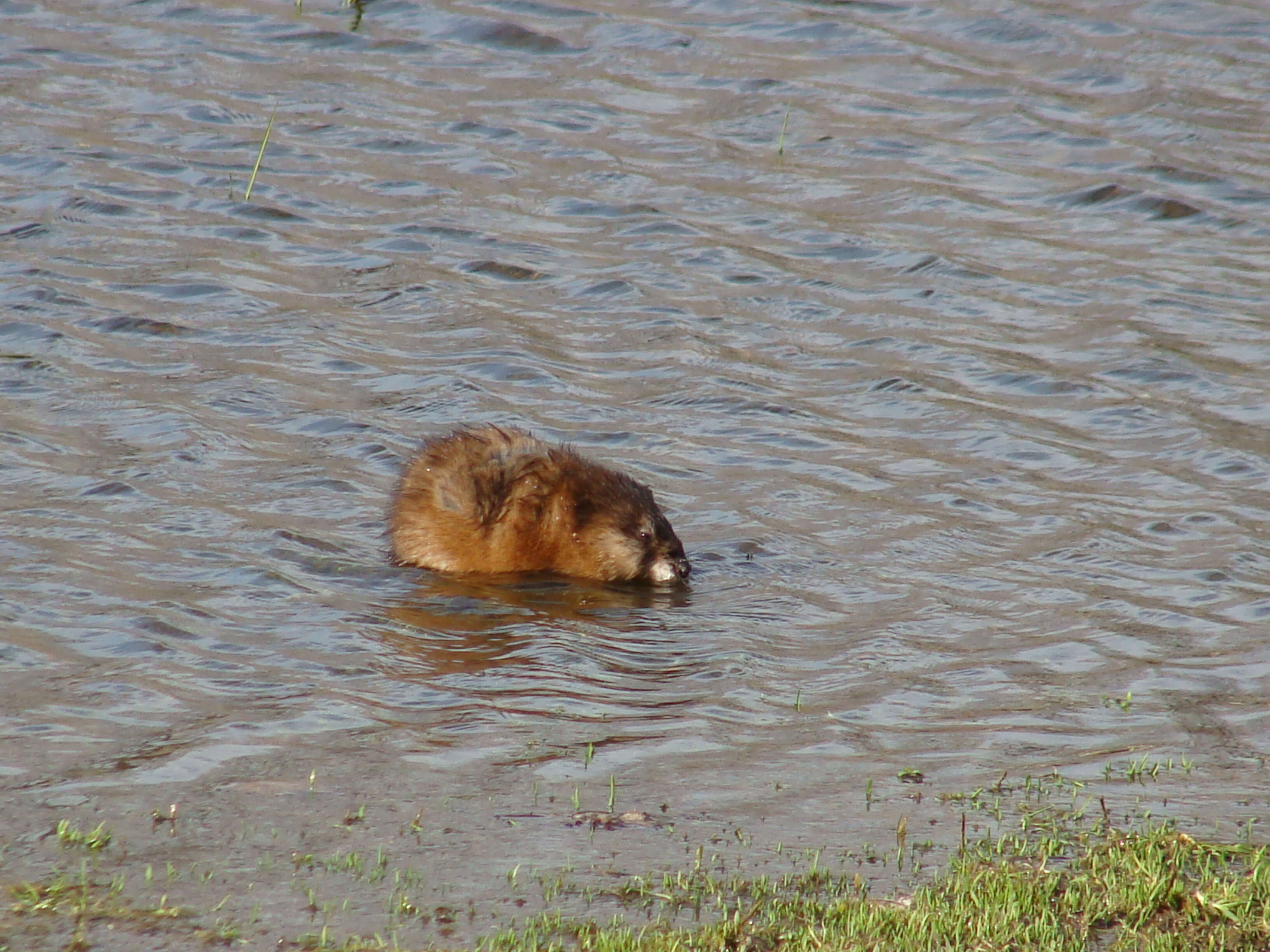 Image of muskrat