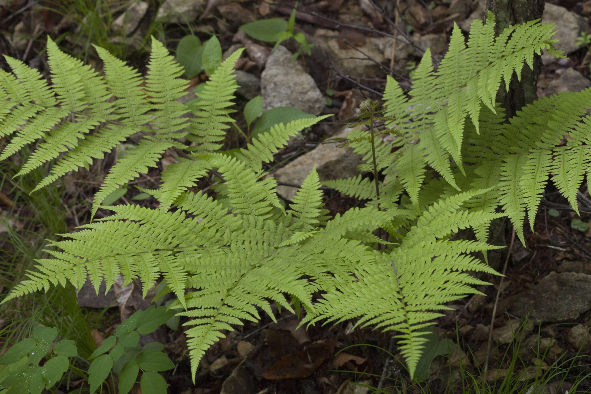 Sivun Athyrium rubripes (Kom.) Kom. kuva