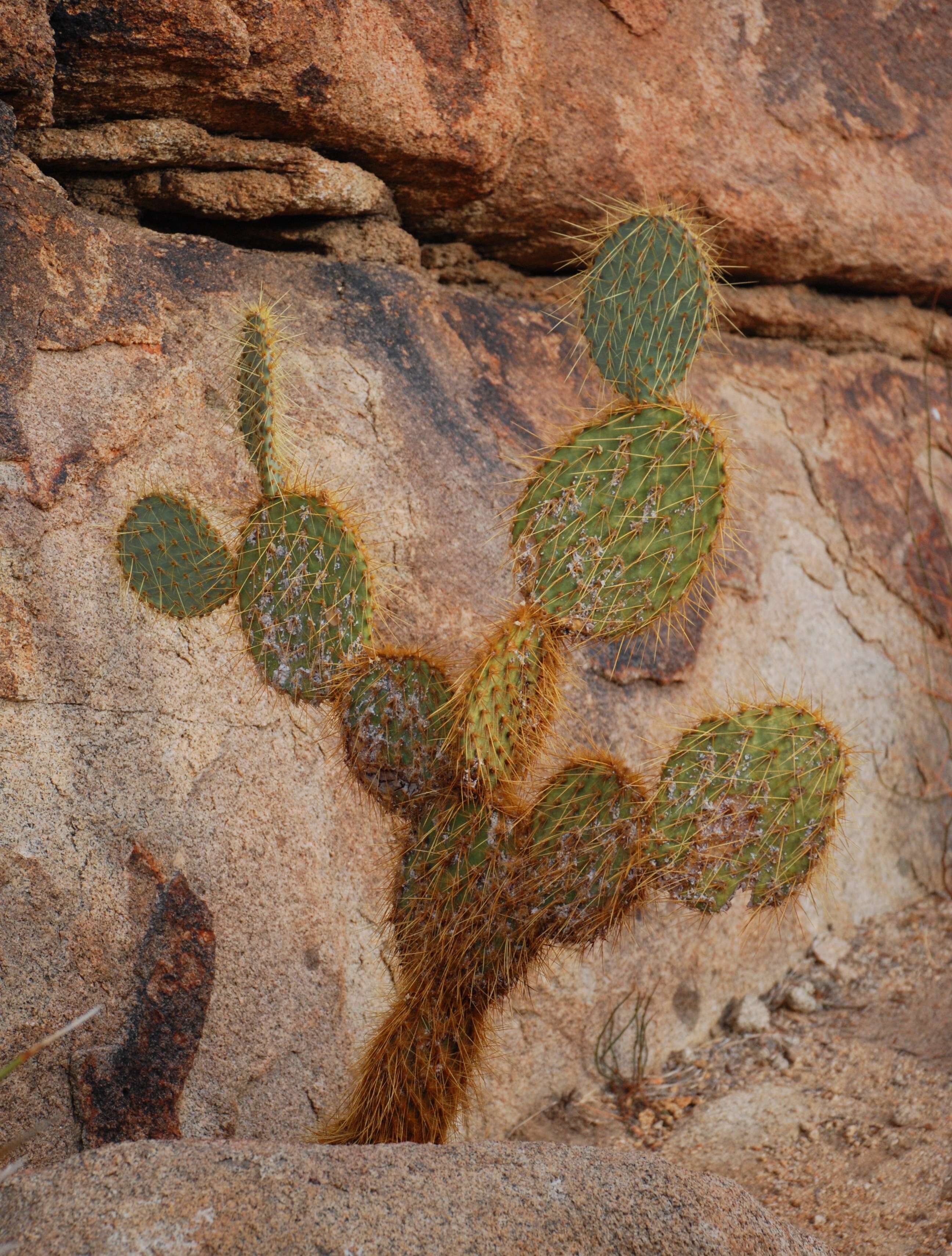 Image of Dollar-joint Prickly-pear