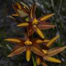 Image of York sun orchid