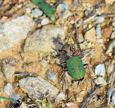 Image of Green tiger beetle