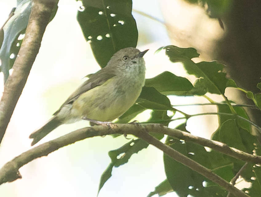 Image of Mountain Thornbill