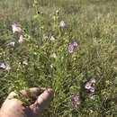 Image of tall false foxglove