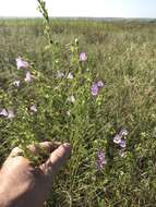 Слика од Agalinis aspera (Dougl.) Britt.