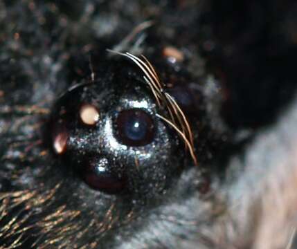 Image of Curlyhair tarantula