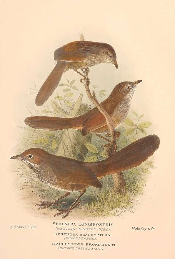 Image de Dasyornis Vigors & Horsfield 1827