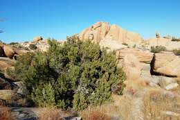 Imagem de Juniperus californica Carrière