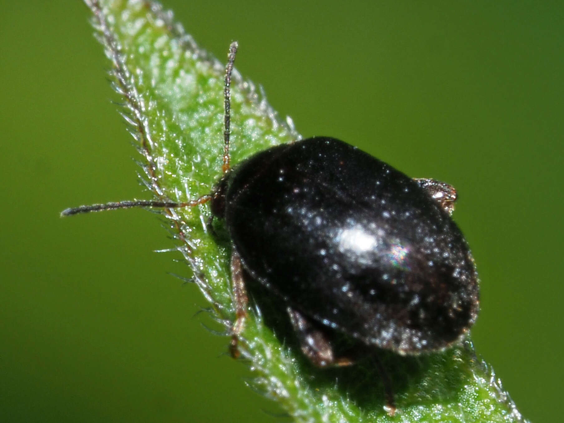 Image of Scirtes hemisphaericus (Linnaeus 1767)