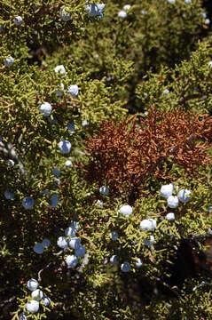 Imagem de Juniperus californica Carrière