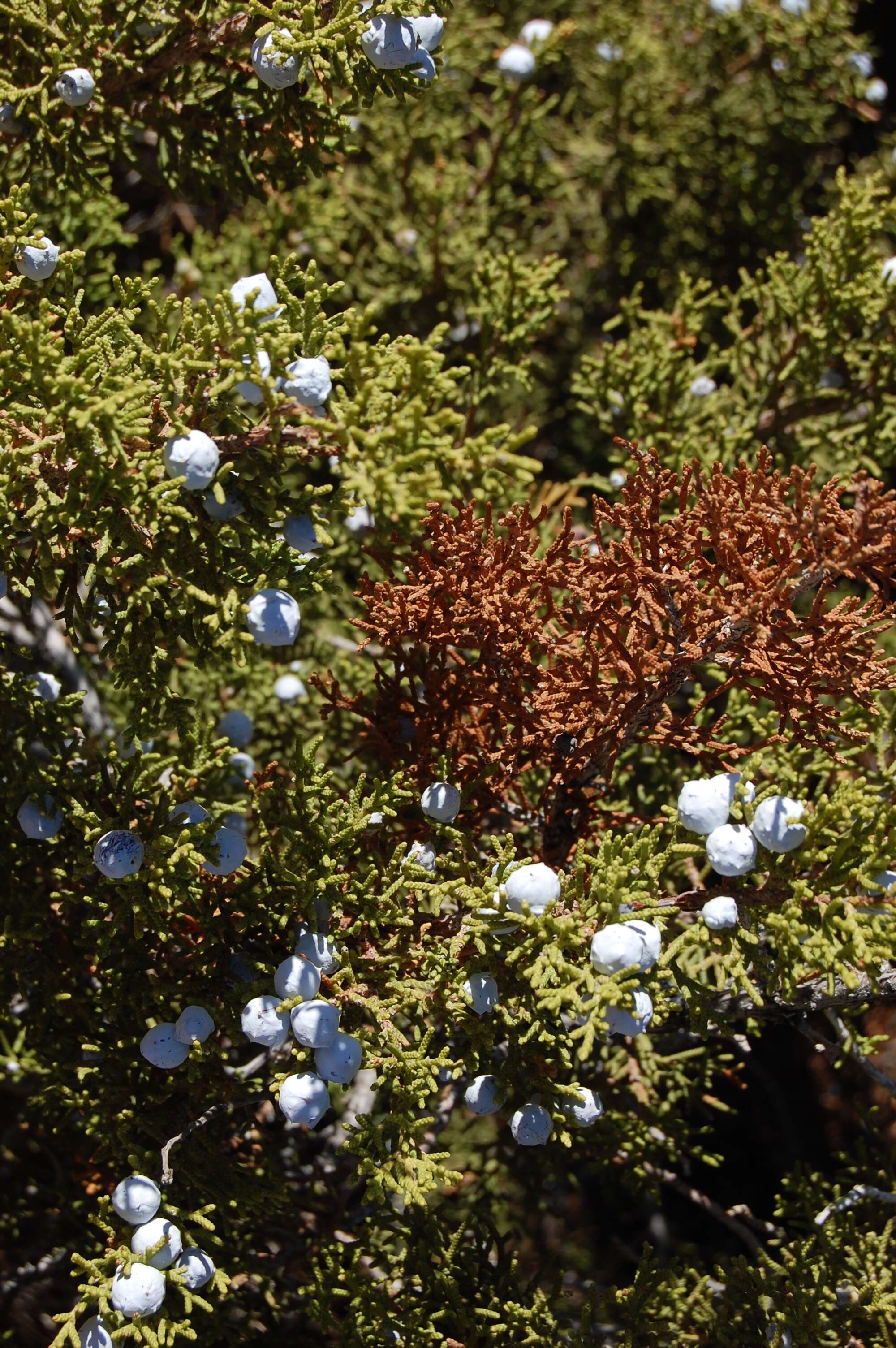 Sivun Juniperus californica Carrière kuva