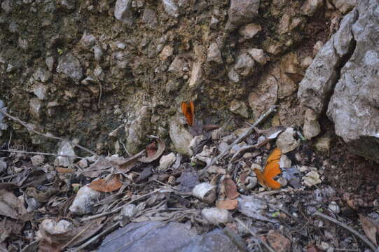 Image of Dryas iulia moderata Stichel 1907