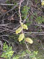 Imagem de Salix irrorata Anderss.