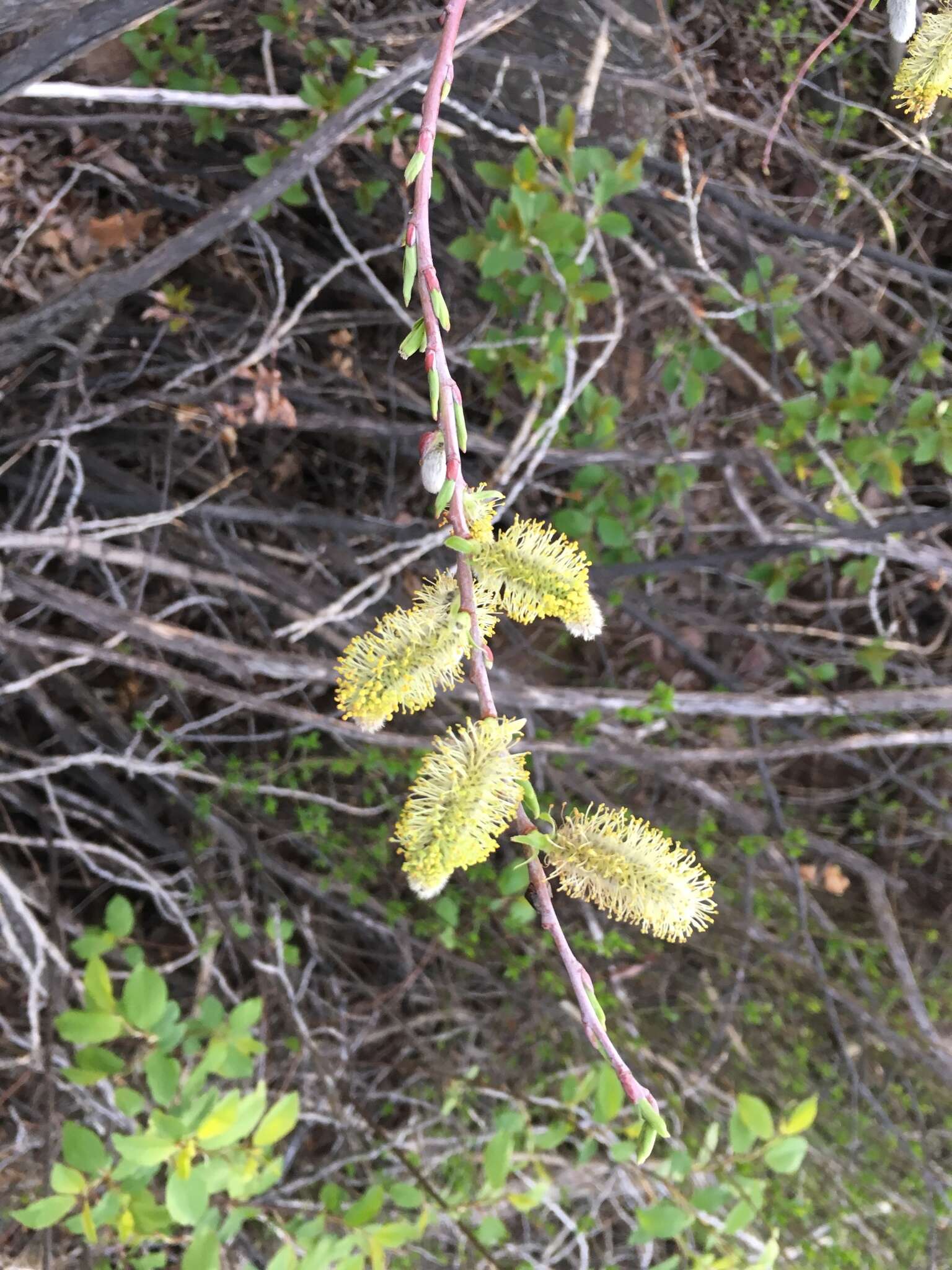 Imagem de Salix irrorata Anderss.