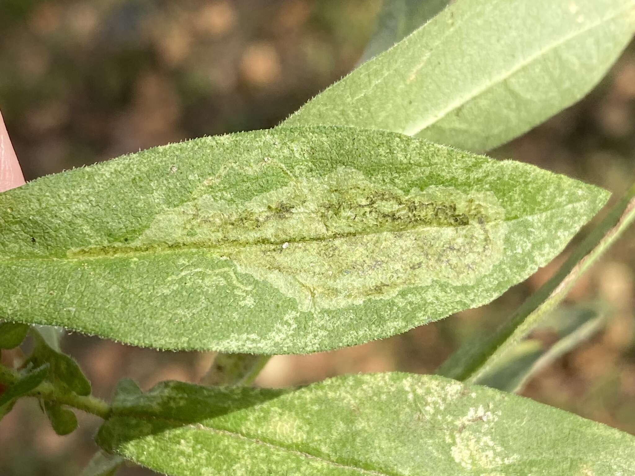 Image of Ophiomyia carolinensis Spencer 1986