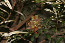 Image of northern banksia