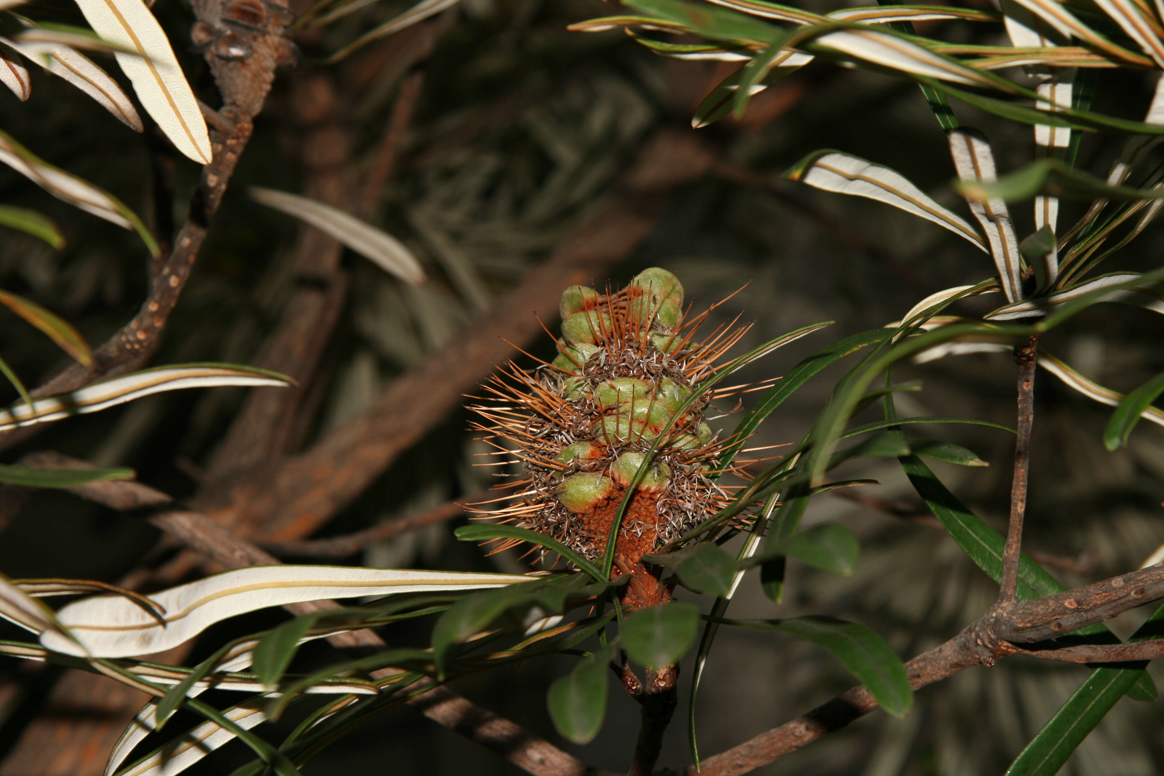 Image of northern banksia