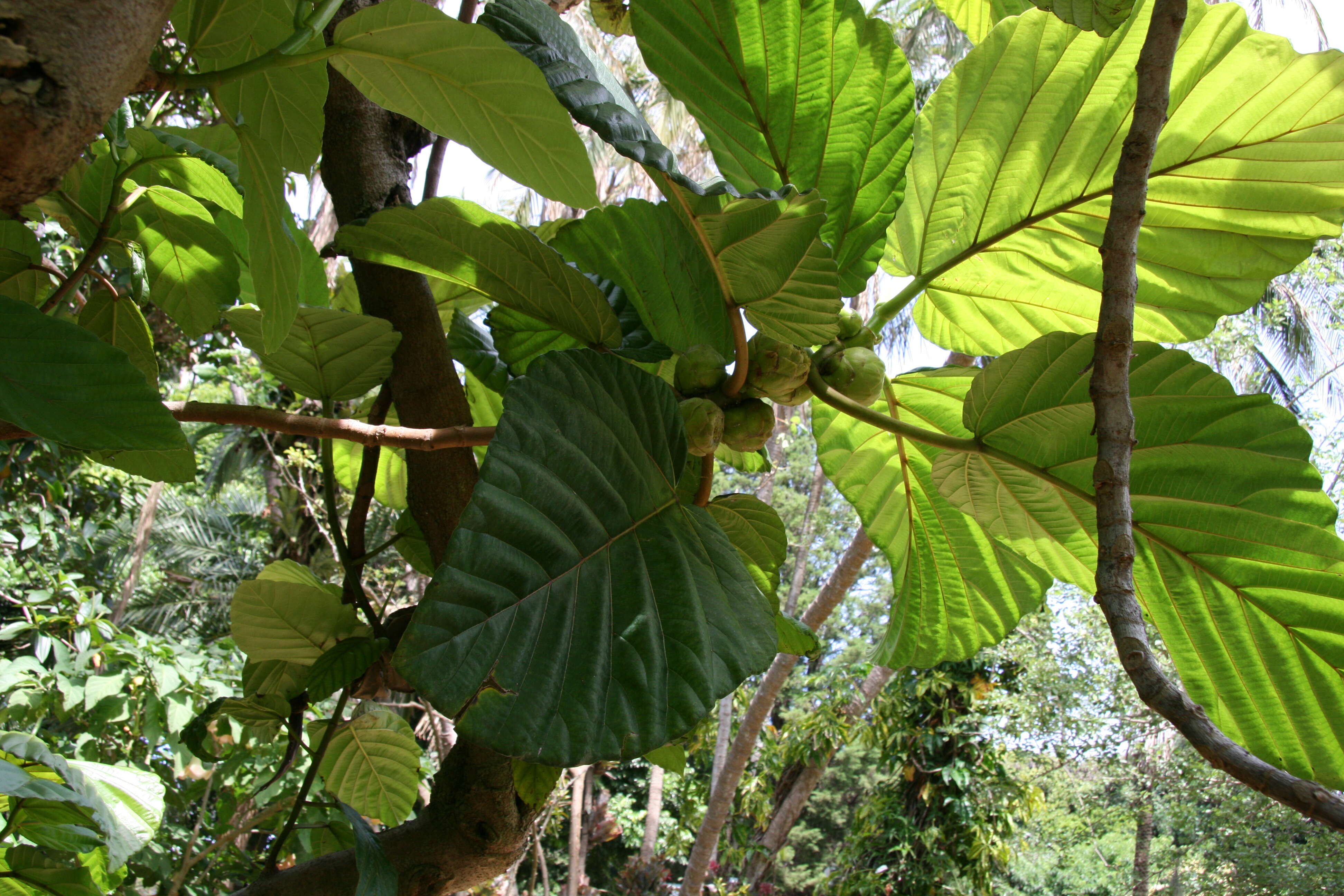 Ficus dammaropsis Diels的圖片