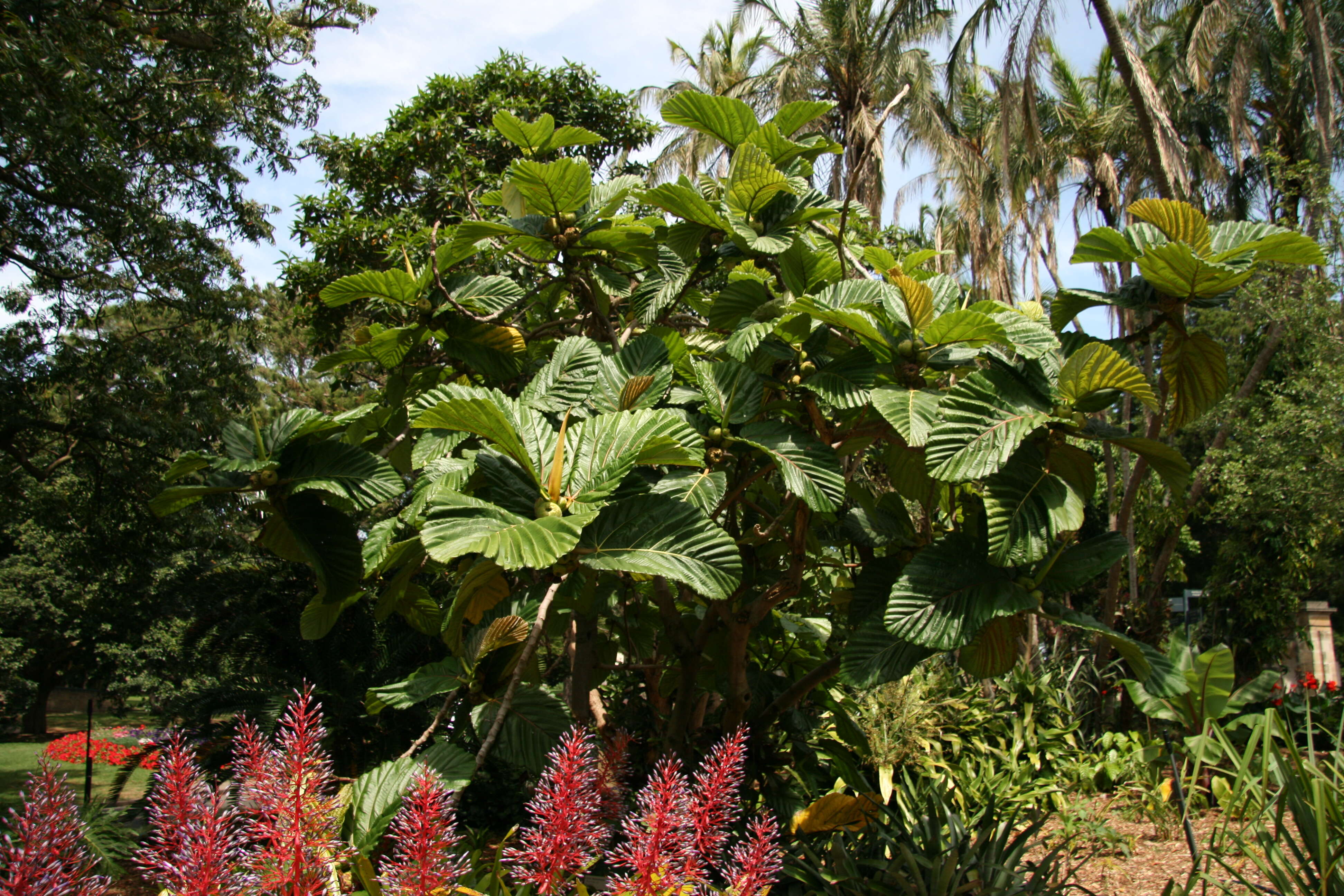 Image of Ficus dammaropsis Diels