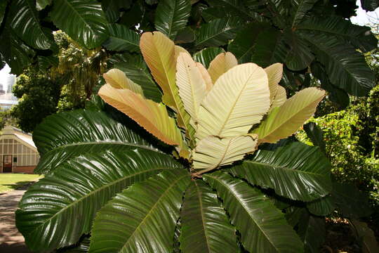 Image de Chrysophyllum imperiale (Linden ex K. Koch & Fintelm.) Benth. & Hook. fil.