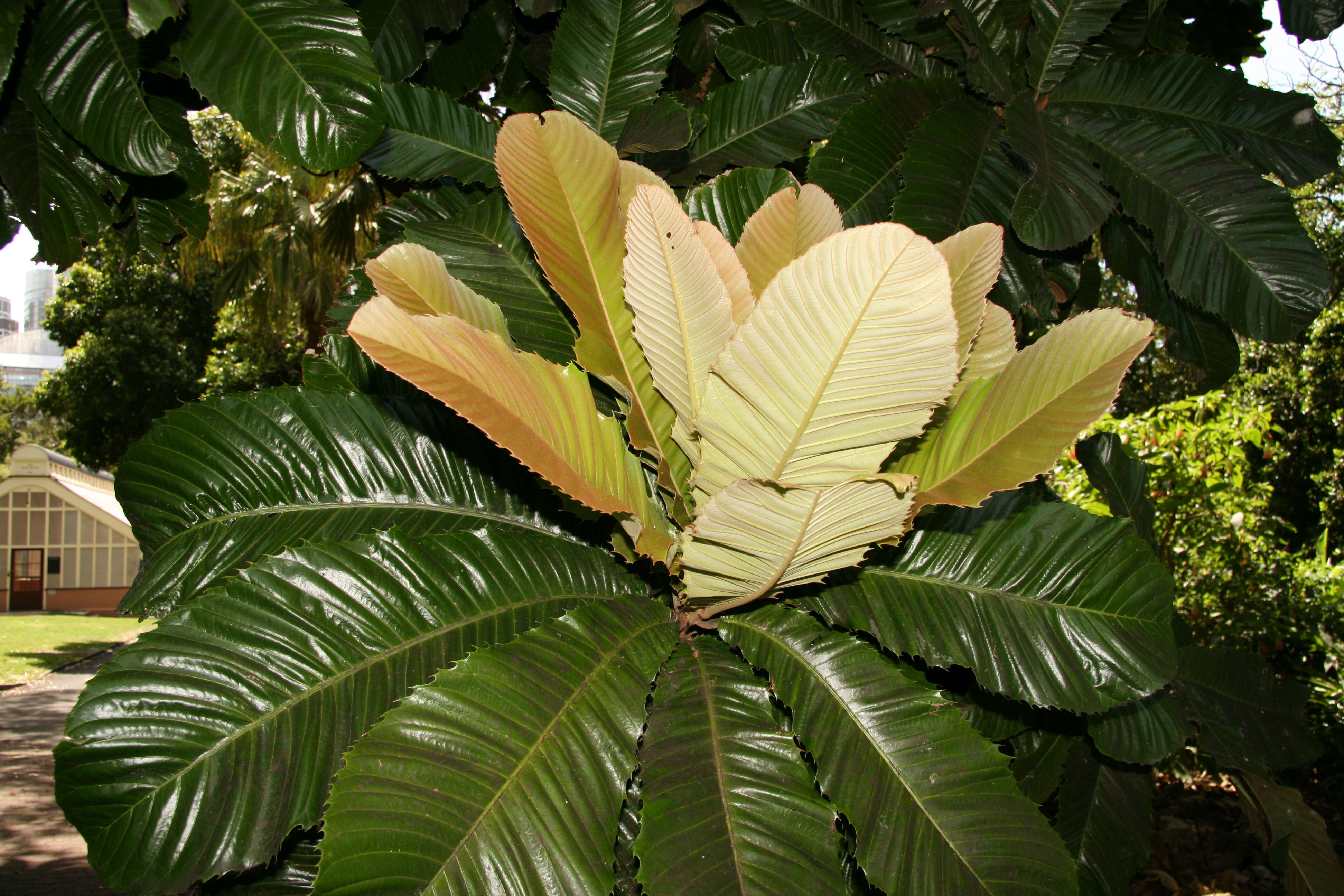 Слика од Chrysophyllum imperiale (Linden ex K. Koch & Fintelm.) Benth. & Hook. fil.