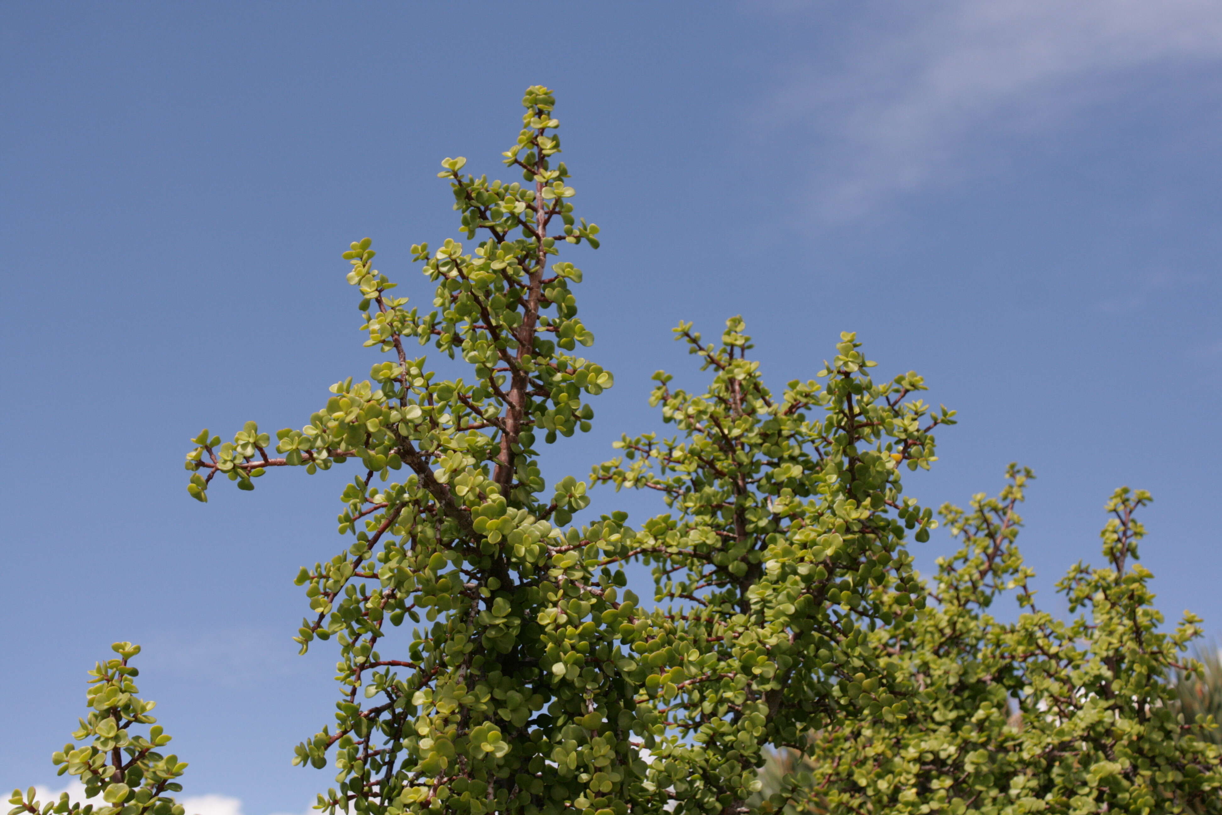 Image of portulacaria