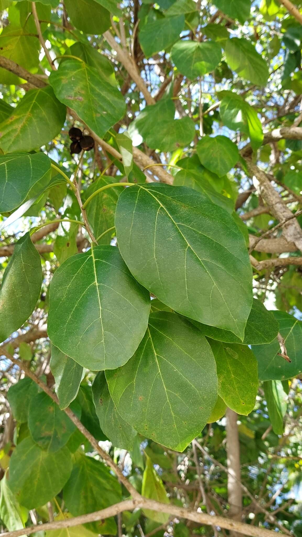 Image of Assyrian plum