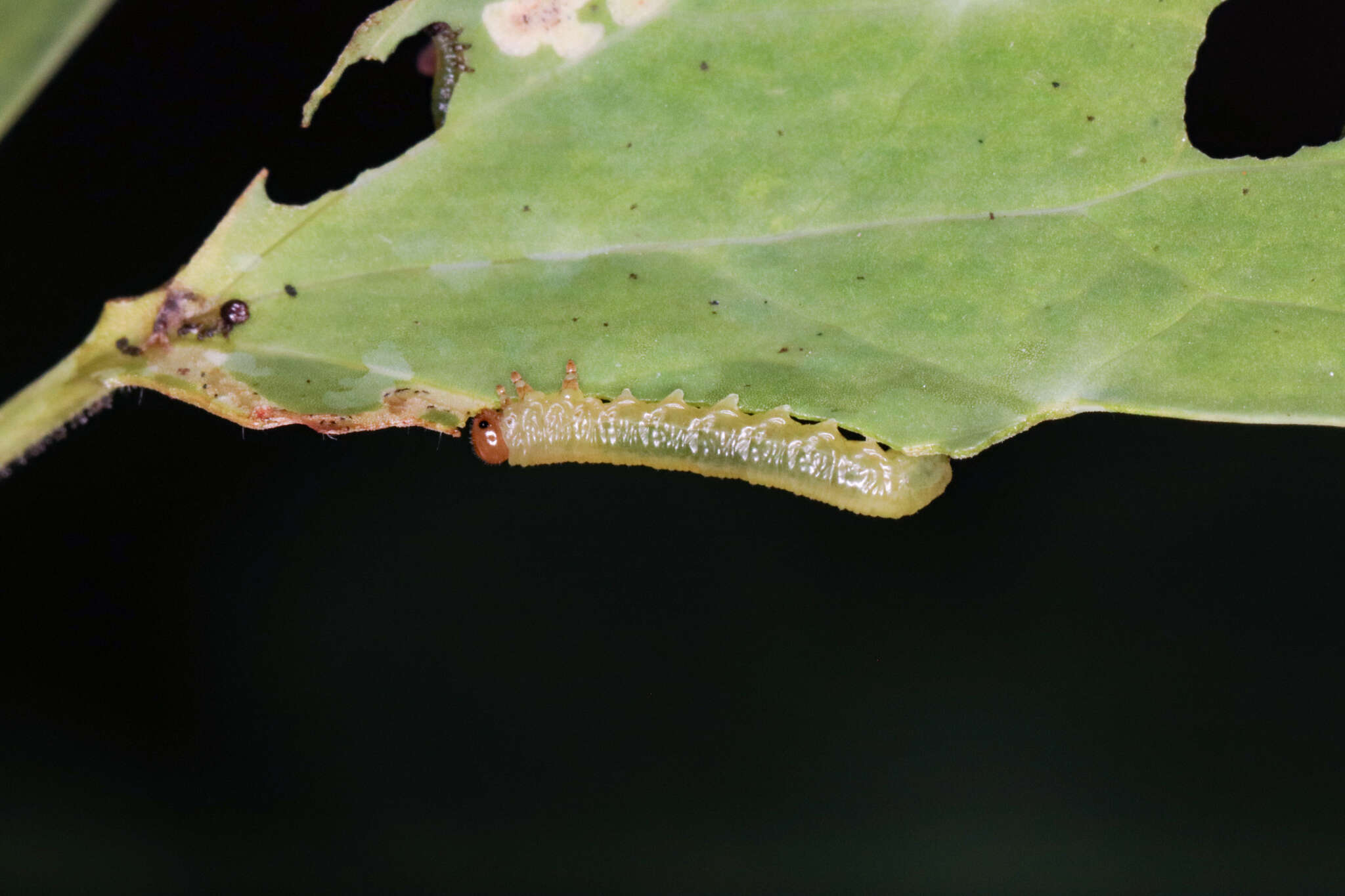 Image of Pristiphora rufipes Serville 1823