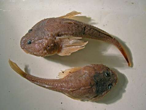 Image of Caspian tadpole goby