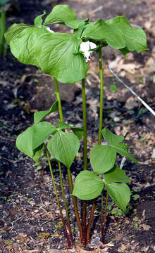 Imagem de Trillium cernuum L.