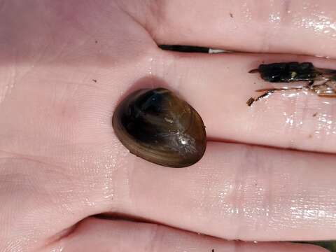 Image of Grooved Fingernail Clam