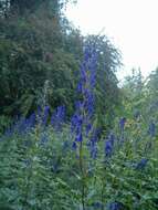 Image of Carmichael's monkshood