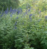 Image of Carmichael's monkshood