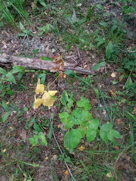Image of Broad-leaved Sermountain