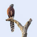 Image of Long-tailed Hawk