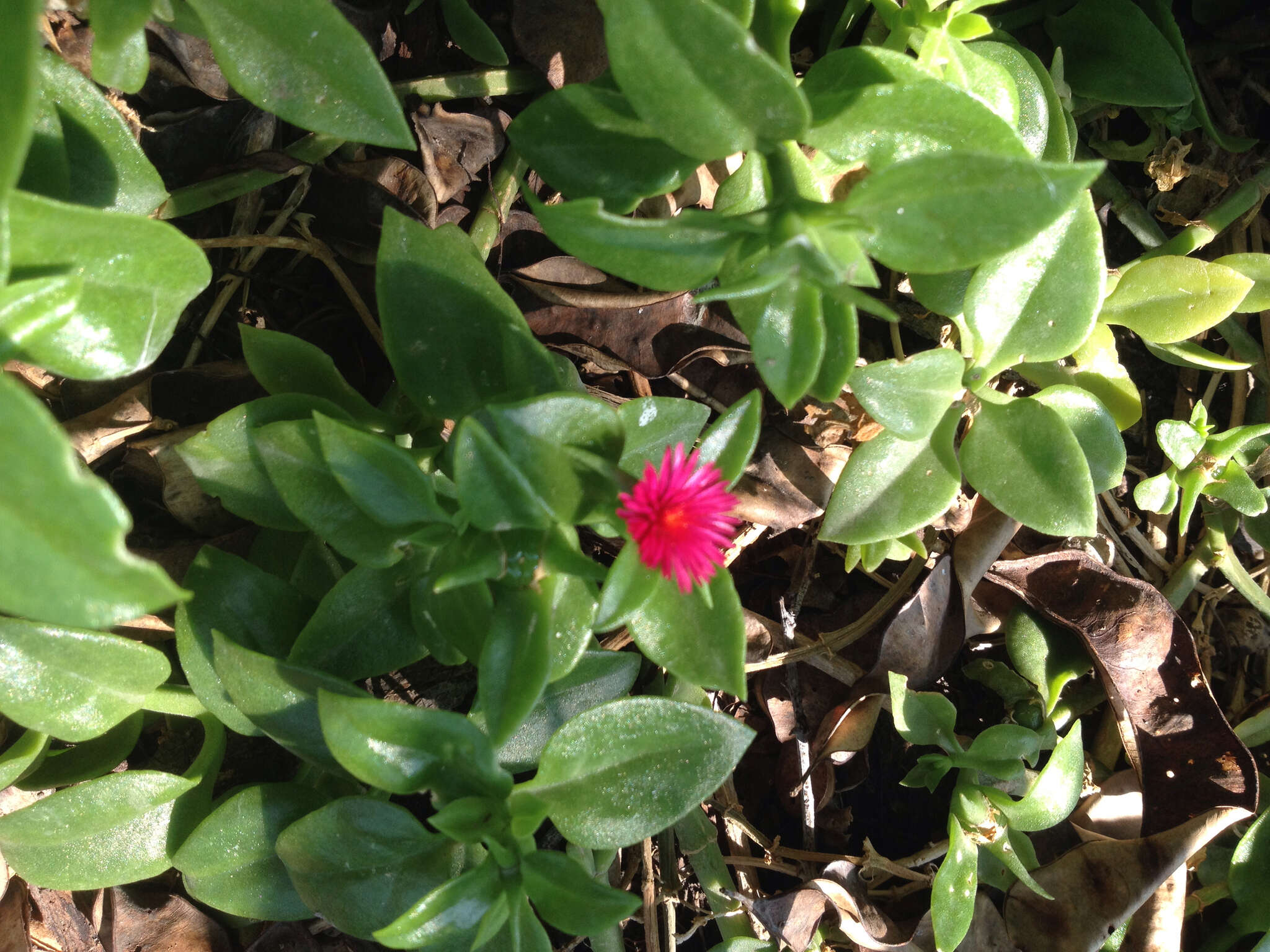 Image of Heart-leaf mesemb