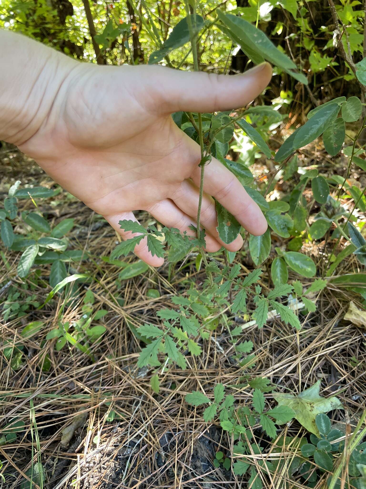 Image of incised agrimony