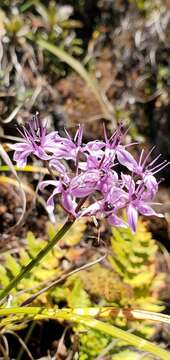 Image of Allium wallichii Kunth