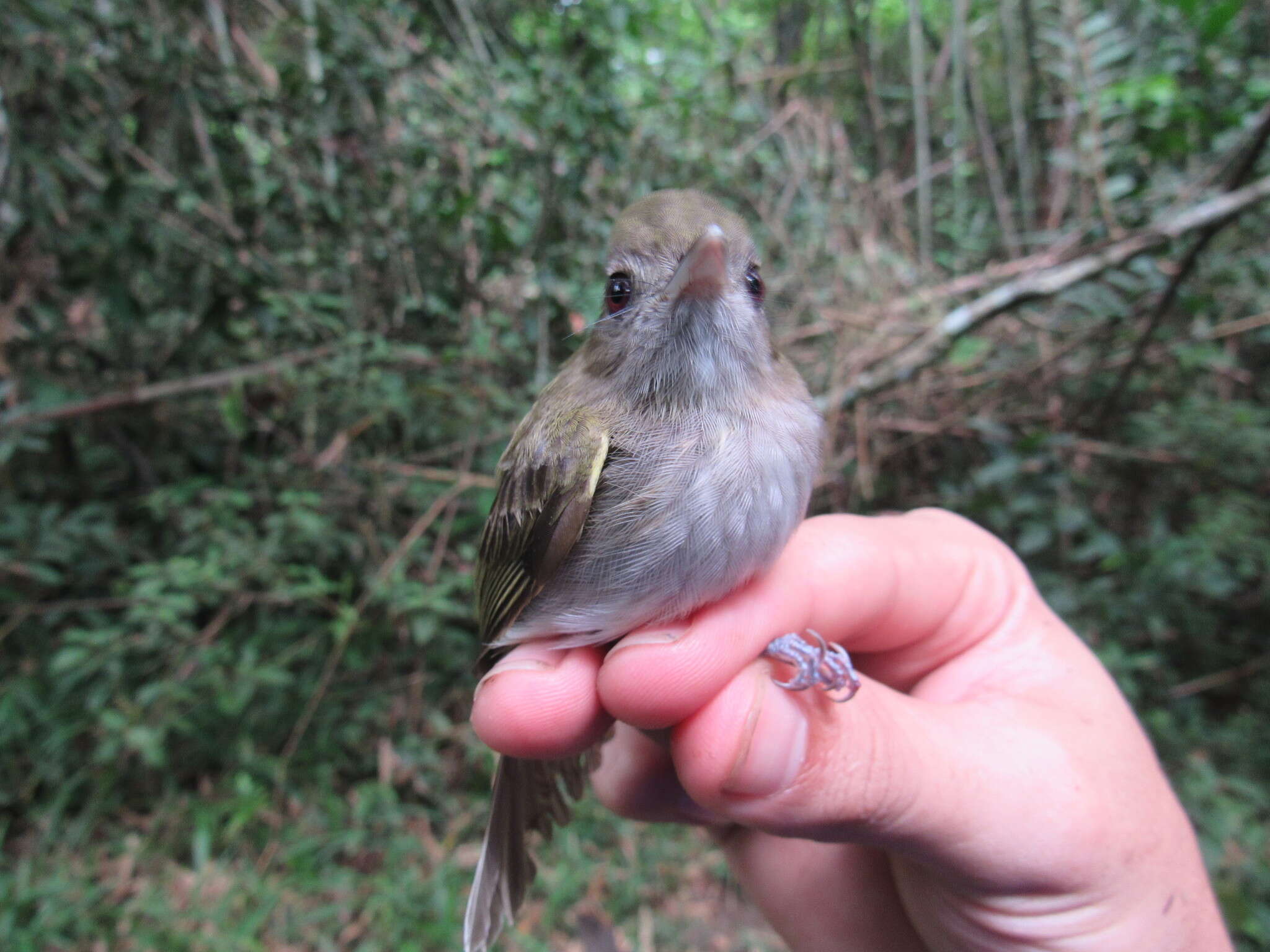 Image of Flammulated Bamboo Tyrant