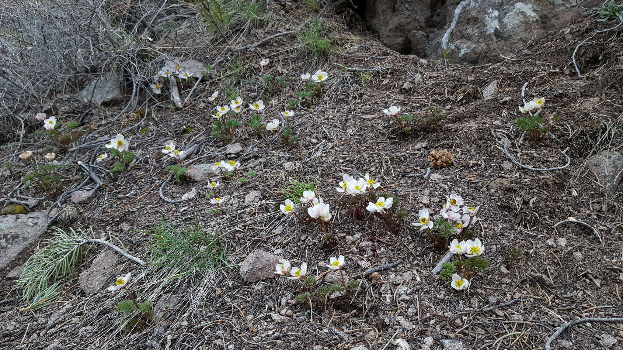 Слика од Ranunculus andersonii A. Gray