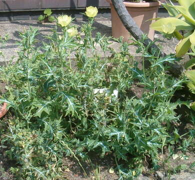 Image of Mexican pricklypoppy